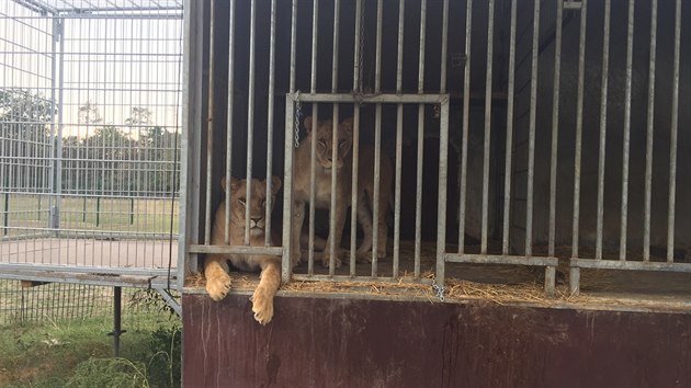 Lvice ped odvozem z bioparku tt u Chlumce nad Cidlinou (7.9.2018).