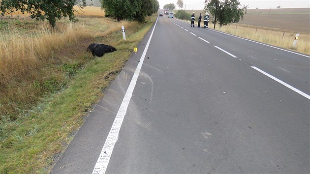 Pi dopravn nehod na Tachovsku se zranil nejen idi osobnho vozidla, ale i bci. Jedno zve kolizi nepeilo.