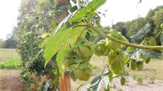 Chmel se na kopci nad Frýdlantem pěstuje na devíti tyčích. Chmel se na kopci nad Frýdlantem pěstuje na devíti tyčích.