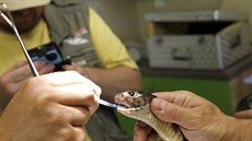 Kobra černá trpí záněty jedového váčku, veterinář ji operoval. Kobra černá trpí záněty jedového váčku, veterinář ji operoval.