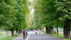 Ošetřená kaštanová alej v Českém Těšíně. Ošetřená kaštanová alej v Českém Těšíně.