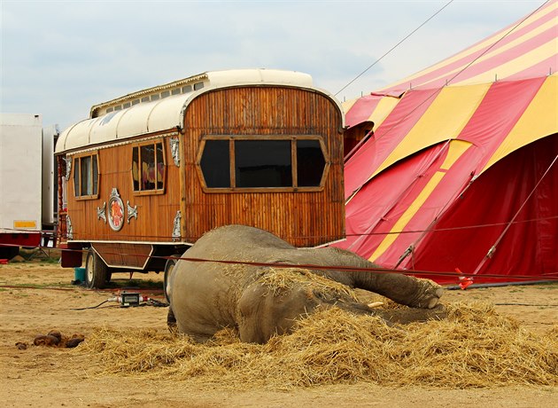 Spící slon cirkusu Berousek na Letné