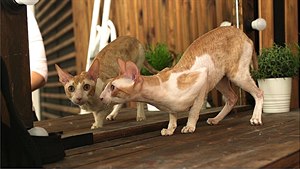 Cornish rex: koka s psí povahou a oví srstí