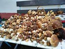 Houbařský ráj Houbařský ráj
