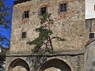 A borovice stále roste ... A borovice stále roste ...
