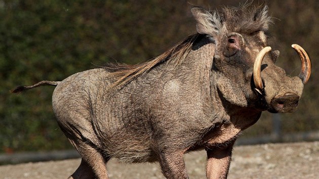 Prase savanové (Phacochoerus africanus) je pro kuchaře tuhou výzvou. Vybírají... Prase savanové (Phacochoerus africanus) je pro kuchaře tuhou výzvou. Vybírají...