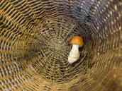 Snímek z tříhodinové takřka marné výpravy do lesů na Tanvaldsku. Snímek z tříhodinové takřka marné výpravy do lesů na Tanvaldsku.