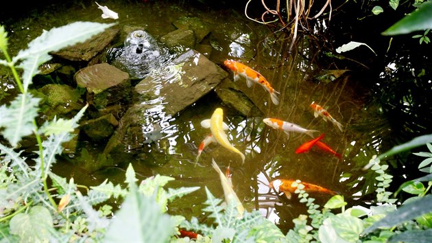 Krom tropickch rostlin jsou ve sklenku vidt i ryby.