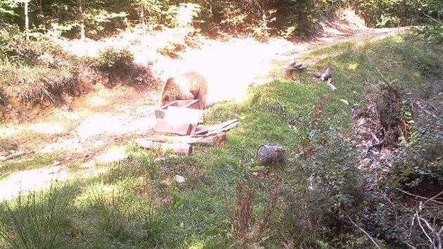 Medvědice řádila na podzim minulého roku na Vsetínsku.