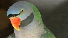 Zoo v Ostravě se pochlubila papouškem alexandrem čínským. Zoo v Ostravě se pochlubila papouškem alexandrem čínským.
