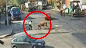 Korida na kiovatce: uprchlý býk nabral policistu