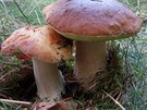Je to radost je takhle najít a letos jich je dost. Je to radost je takhle najít a letos jich je dost.