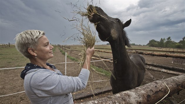 Sena je letos nedostatek. Chovatelé řeší, co s dobytkem a koňmi, kteří ho k... Sena je letos nedostatek. Chovatelé řeší, co s dobytkem a koňmi, kteří ho k...