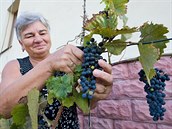 Ve Stráži nad Nisou dozrálo Heleně a Karlovi Lajnerovým červené víno, za které... Ve Stráži nad Nisou dozrálo Heleně a Karlovi Lajnerovým červené víno, za které...