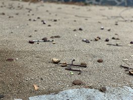 iPhone XS Max pořízené fotografie