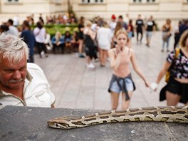 U Karlova mostu se mete vyfotit s hadem. Dokonce dvma. Jeden za dv st....