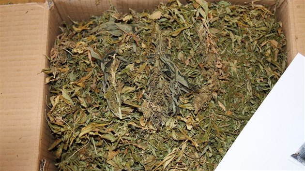 Dvojice na Uherskohradisku vyrbla nebezpen fnixovy slzy -  siln extrakt ze suen marihuany. Drogu rozeslali do celho svta.