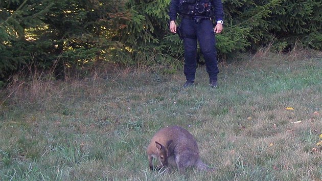 Uprchl klokan v jedn ze zahrad na okraji Broumova (21.9.2018).