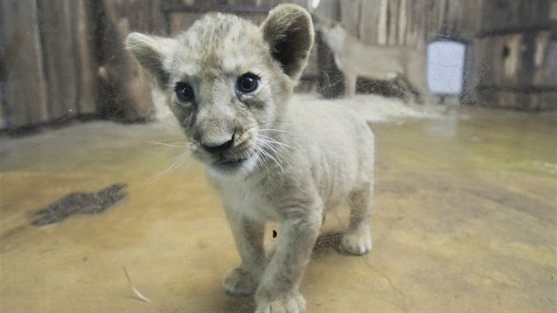 Luisa, tak se jmenuje nov prstek vzcnho lva berberskho v plzesk zoo. (28. 9. 2018)