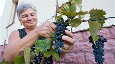 Ve Stráži nad Nisou dozrálo Heleně a Karlovi Lajnerovým červené víno, za které... Ve Stráži nad Nisou dozrálo Heleně a Karlovi Lajnerovým červené víno, za které...