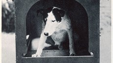 Británie své mazlíčky nejen masakrovala. Když panika opadla, přišla řada i na... Británie své mazlíčky nejen masakrovala. Když panika opadla, přišla řada i na...