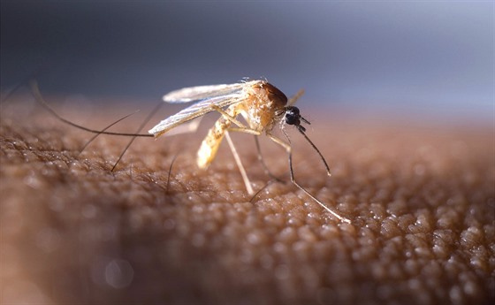 Virus západonilské horeky penáí i komár pisklavý