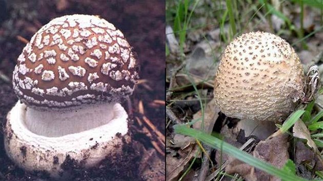 Muchomůrka růžovka (vpravo) a tygrovaná (vlevo) se v některých fázích růstu mohou nebezpečně podobat.