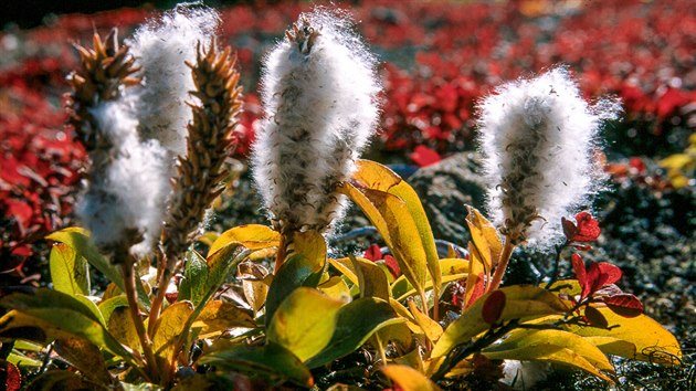 Nepehldnte detaily. Zde fotografie miniaturnch podzimnch rostlin zAljaky, kter slunce ndhern prozilo do sytch tn.