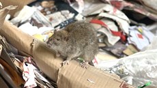 V Praze připadá na jednoho obyvatele čtyři až pět potkanů. V Praze připadá na jednoho obyvatele čtyři až pět potkanů.