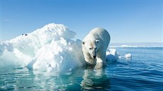 Úbytek ledu způsobený globálním oteplováním mění i návyky mnoha zvířat. Úbytek ledu způsobený globálním oteplováním mění i návyky mnoha zvířat.