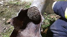 Žamberští hasiči zachránili dva ježky. (8.10.2018) Žamberští hasiči zachránili dva ježky. (8.10.2018)