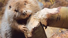 Bobr ke svému životu potřebuje rozlehlé mělké vodní plochy, které se však v... Bobr ke svému životu potřebuje rozlehlé mělké vodní plochy, které se však v...