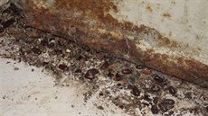 V asijském bistru u brněnského nádraží našla Státní zemědělská a potravinářská... V asijském bistru u brněnského nádraží našla Státní zemědělská a potravinářská...