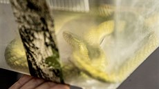 Mamba zelená, kterou odchytil herpetolog do boxu. (05.10.18) Mamba zelená, kterou odchytil herpetolog do boxu. (05.10.18)