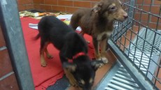 Tři fenky a pejska zachránila pozorná seniorka sbírající šišky na zátop.... Tři fenky a pejska zachránila pozorná seniorka sbírající šišky na zátop....