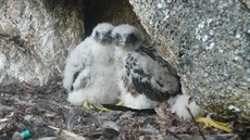Šumavský národní park hlásí rekordní počet mláďat sokola stěhovavého. Osm párů... Šumavský národní park hlásí rekordní počet mláďat sokola stěhovavého. Osm párů...