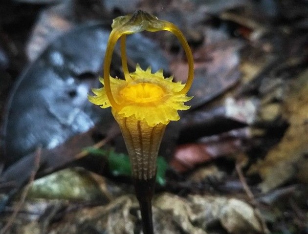 Hvzdnatka kelabitská - Thismia kelabitiana - nov objevená rostlina z Bornea,...