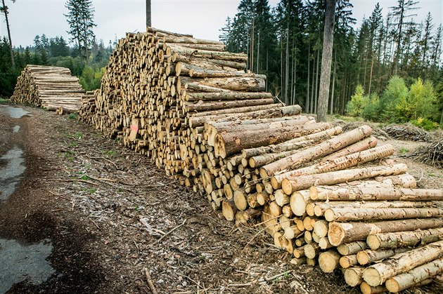 Vytené devo v lesích na Daicku, které napadl krovec.