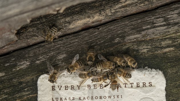 Recyklovaný papír by mohl pomoci klesajícímu stavu včel v Evropě. Recyklovaný papír by mohl pomoci klesajícímu stavu včel v Evropě.