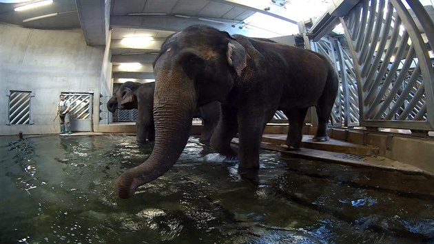 Slonice Gulab při koupeli s tréninkem Slonice Gulab při koupeli s tréninkem
