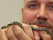 Po třech dnech pátrání si užovky všiml zaměstnanec Kauflandu Pavel Kunc. Pak už... Po třech dnech pátrání si užovky všiml zaměstnanec Kauflandu Pavel Kunc. Pak už...
