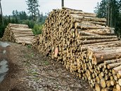 Vytěžené dřevo v lesích na Dačicku, které napadl kůrovec. Vytěžené dřevo v lesích na Dačicku, které napadl kůrovec.