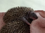 Zachráněný ježek v jinonické záchranné stanici Zachráněný ježek v jinonické záchranné stanici