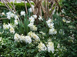 Bílé hyacinty s jednoduchými i plnými kvty mete zasadit do záhonu spolu s...