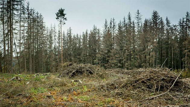 Krovec nií státní i soukromé lesy na Daicku.