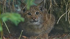 V liberecké zoo se narodila dvě rysí mláďata. V liberecké zoo se narodila dvě rysí mláďata.