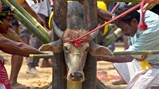 VYŠŠÍ OBĚŤ. Rituál u chrámu hinduistické bohyně Durga v Indii. Účastníci věří,... VYŠŠÍ OBĚŤ. Rituál u chrámu hinduistické bohyně Durga v Indii. Účastníci věří,...