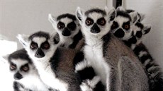 Lemuři kata v Zoo Chleby Lemuři kata v Zoo Chleby