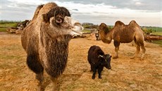 Velbloudi dvouhrbí a mladý jak v ZOO Chleby Velbloudi dvouhrbí a mladý jak v ZOO Chleby