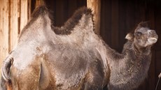 Velbloud dvouhrbý v ZOO Chleby Velbloud dvouhrbý v ZOO Chleby